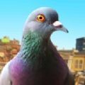 模拟鸽子游戏安卓版（Pigeon Simulator） v13